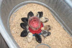 Best Realtor in Brock